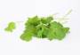 wissenswertes:kraeuter:stockvault-coriander-fresh-herbs132463.jpg